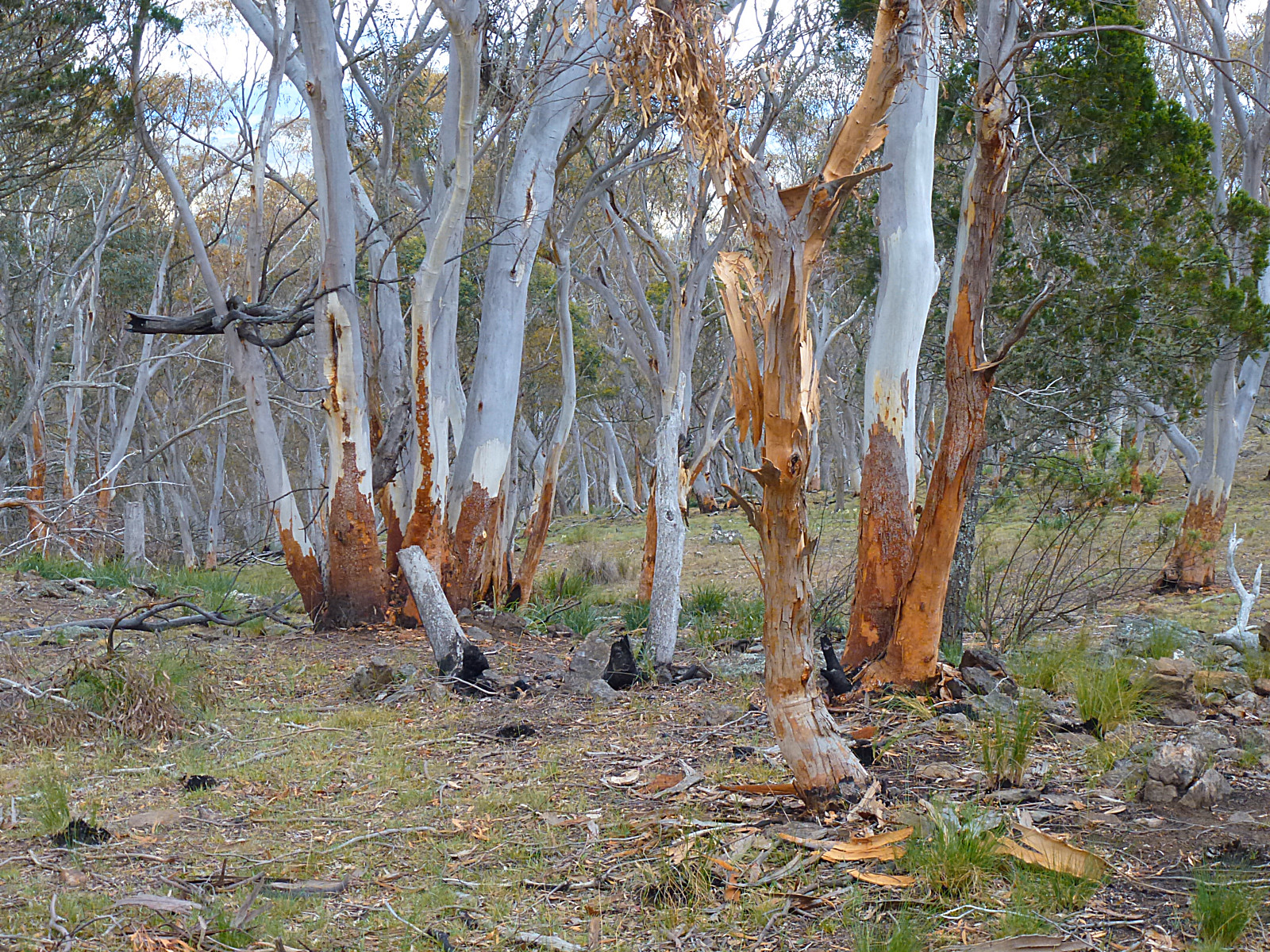 monaro_lookout_bush.jpg