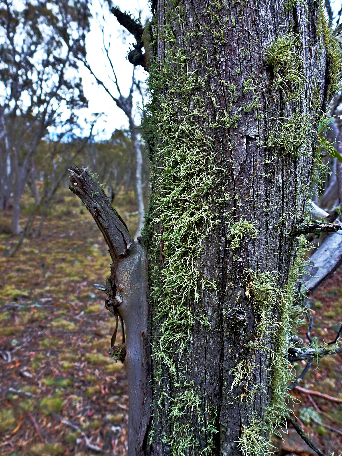 tree_moss_Try_Issa.JPG