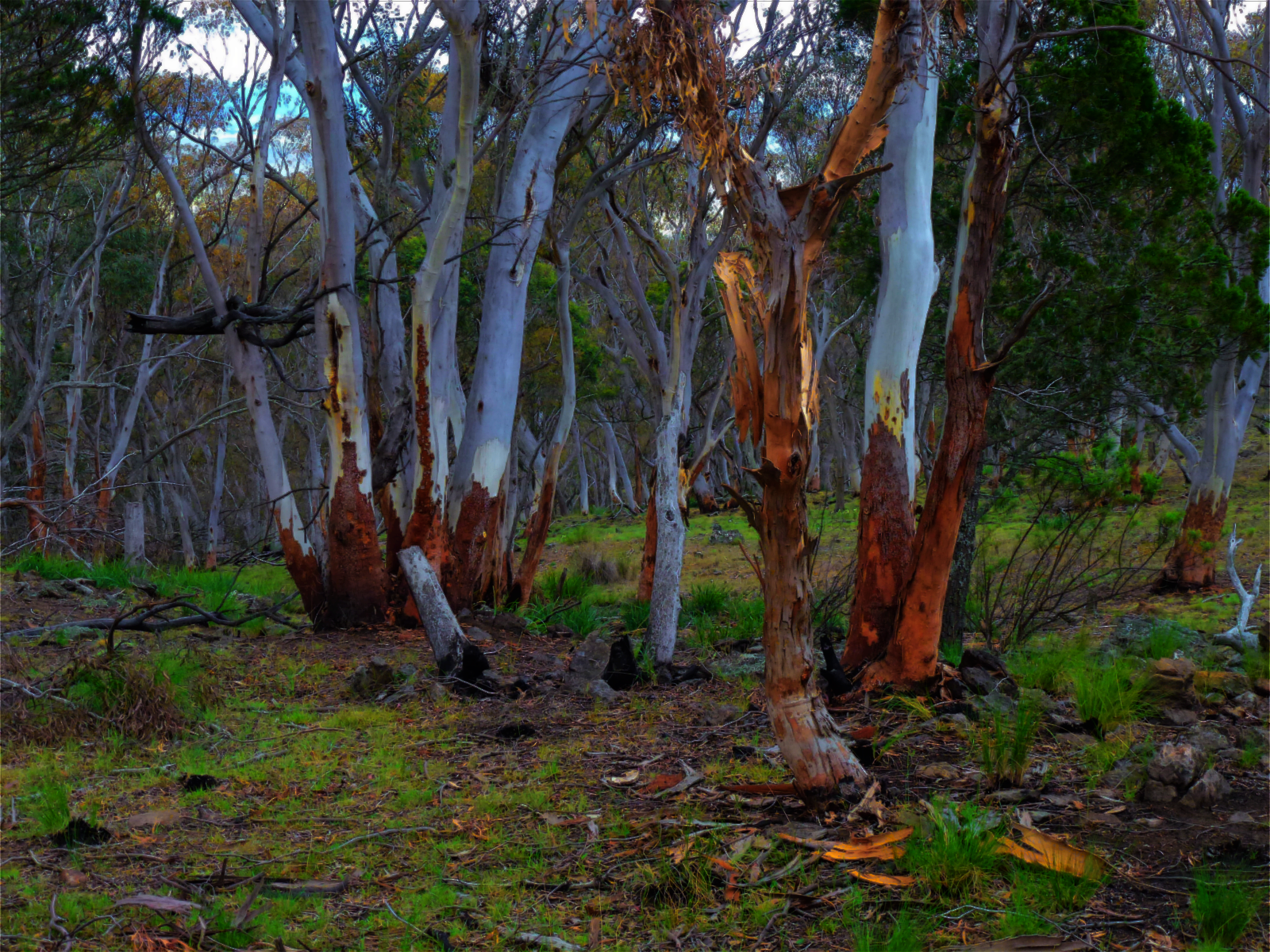 monaro_lookout_bush-dn1.png