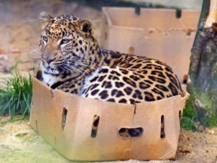 Diego Wiremap 2.99 Gimp Eval.Orig Leopard.jpg