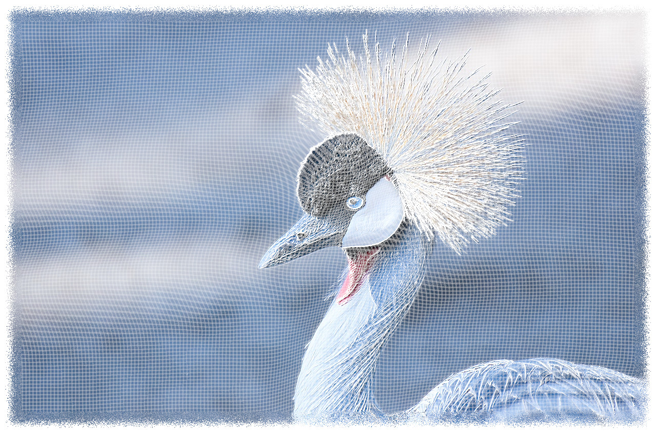 grey_crowned_crane_DN_WireFrameMapSE_gimp 299.jpg