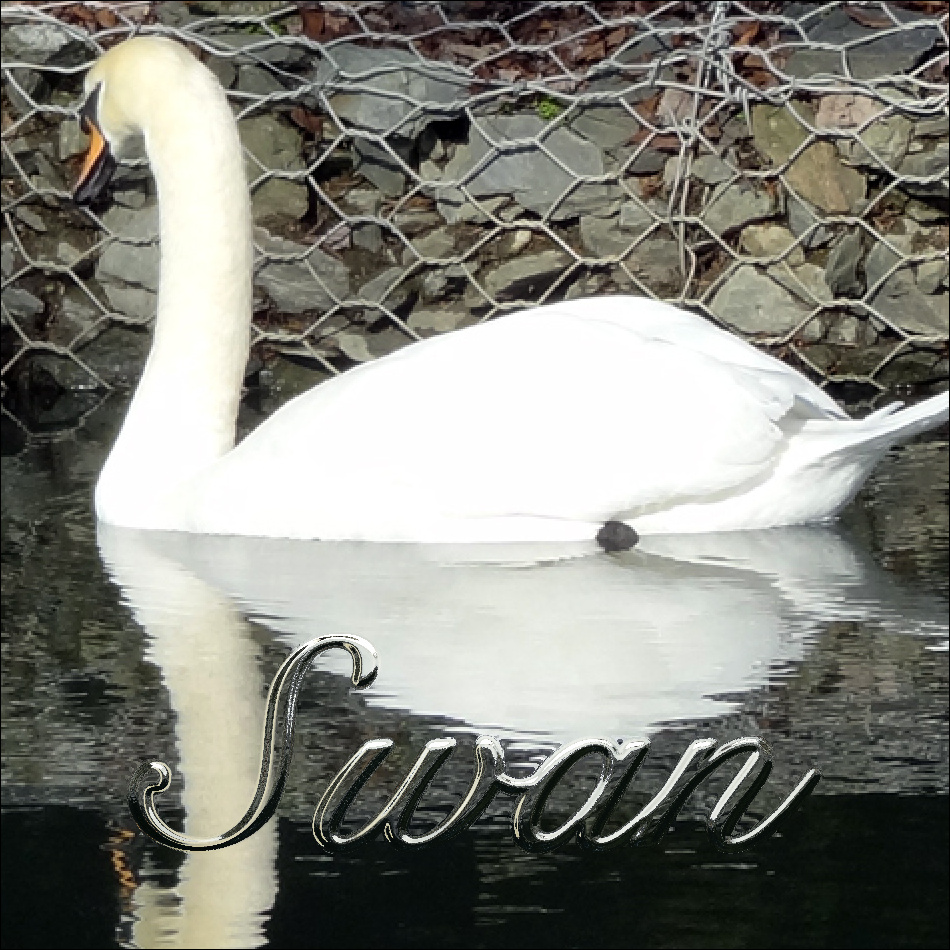 Swan.jpg