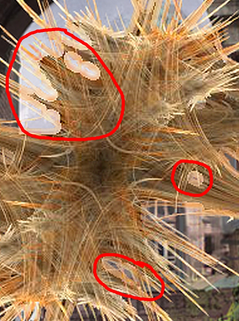 Apoph close-up.jpg