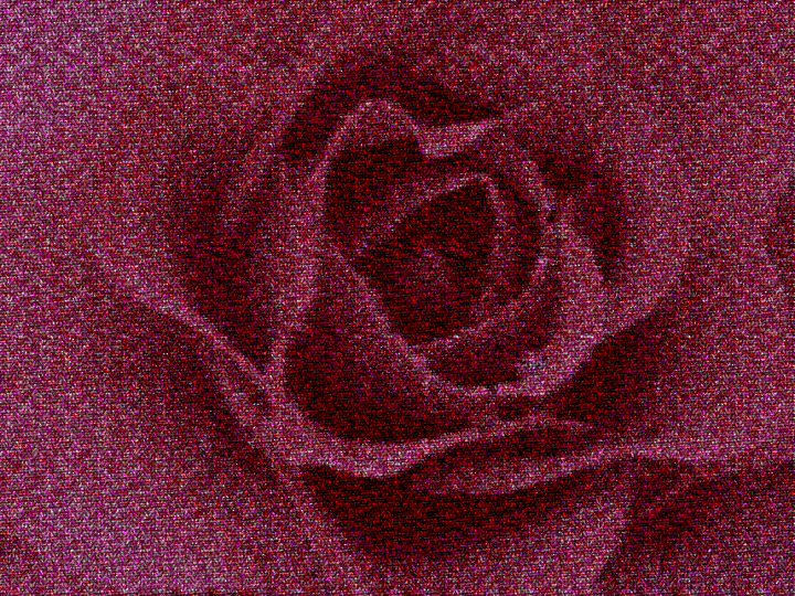 Diego.Knitted Look 2.10.Rose.jpg
