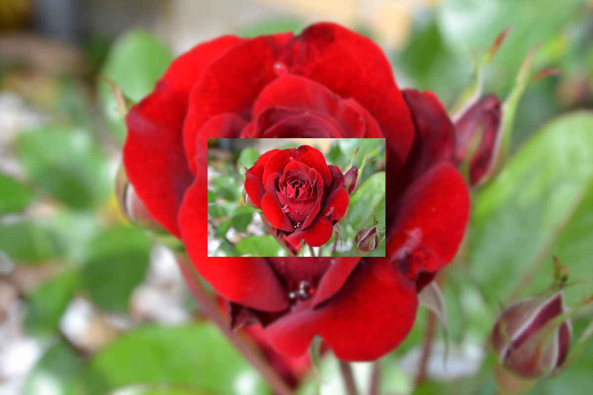 PiP-rose.jpg
