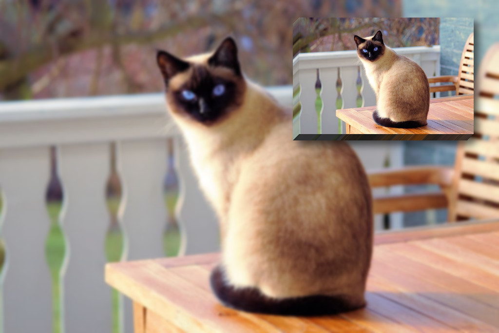 adorable-cat_DN_Picture in Picture.jpg