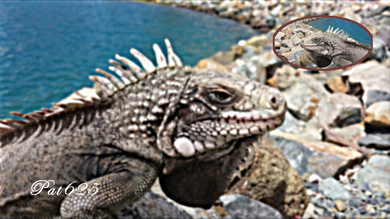 Diego.Easy Picture in Picture 2.10.Iguana.jpg