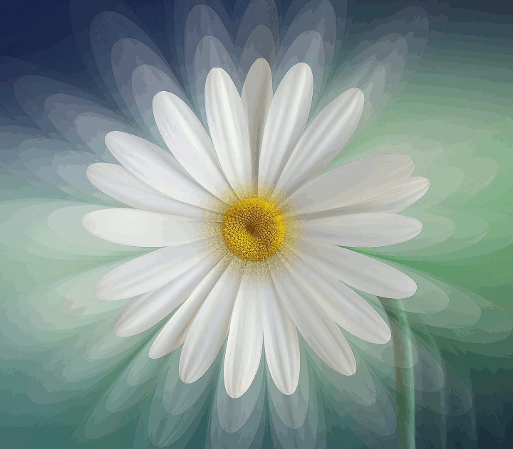 TinTran.Mult Zooms.Flower.gif