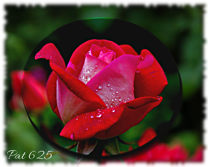 Diego.Evidence of Selection 2.8.22.Rosebud.jpg