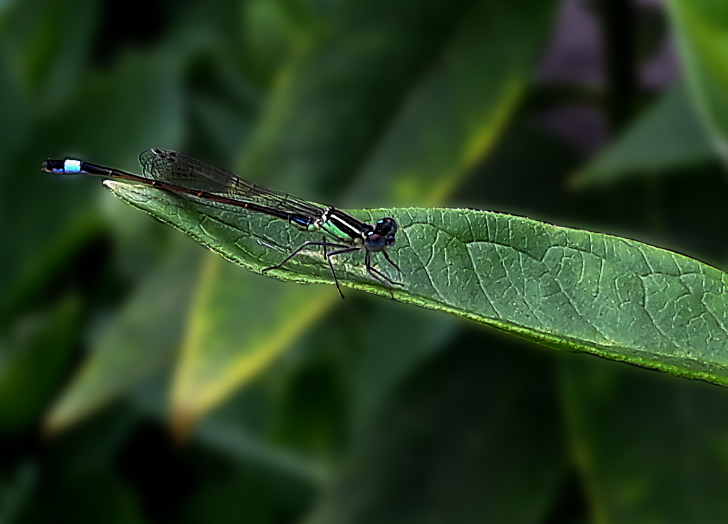 dragonfly.blurred.jpg