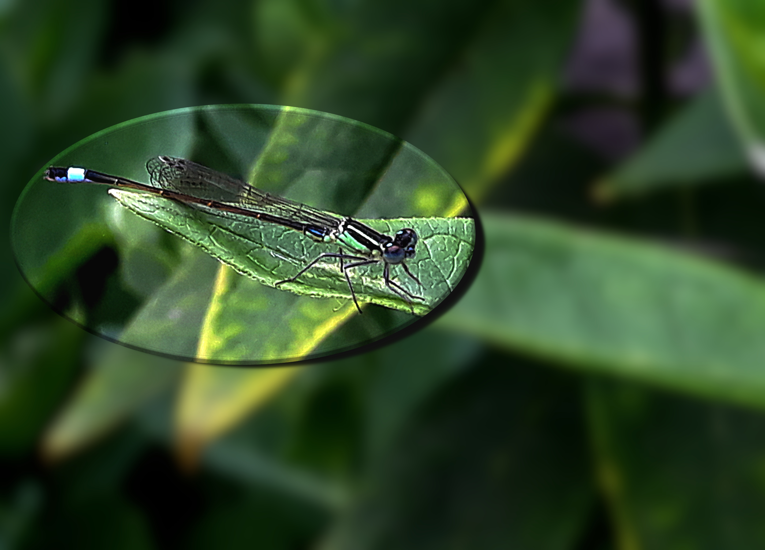 dragonfly_dn1.jpg