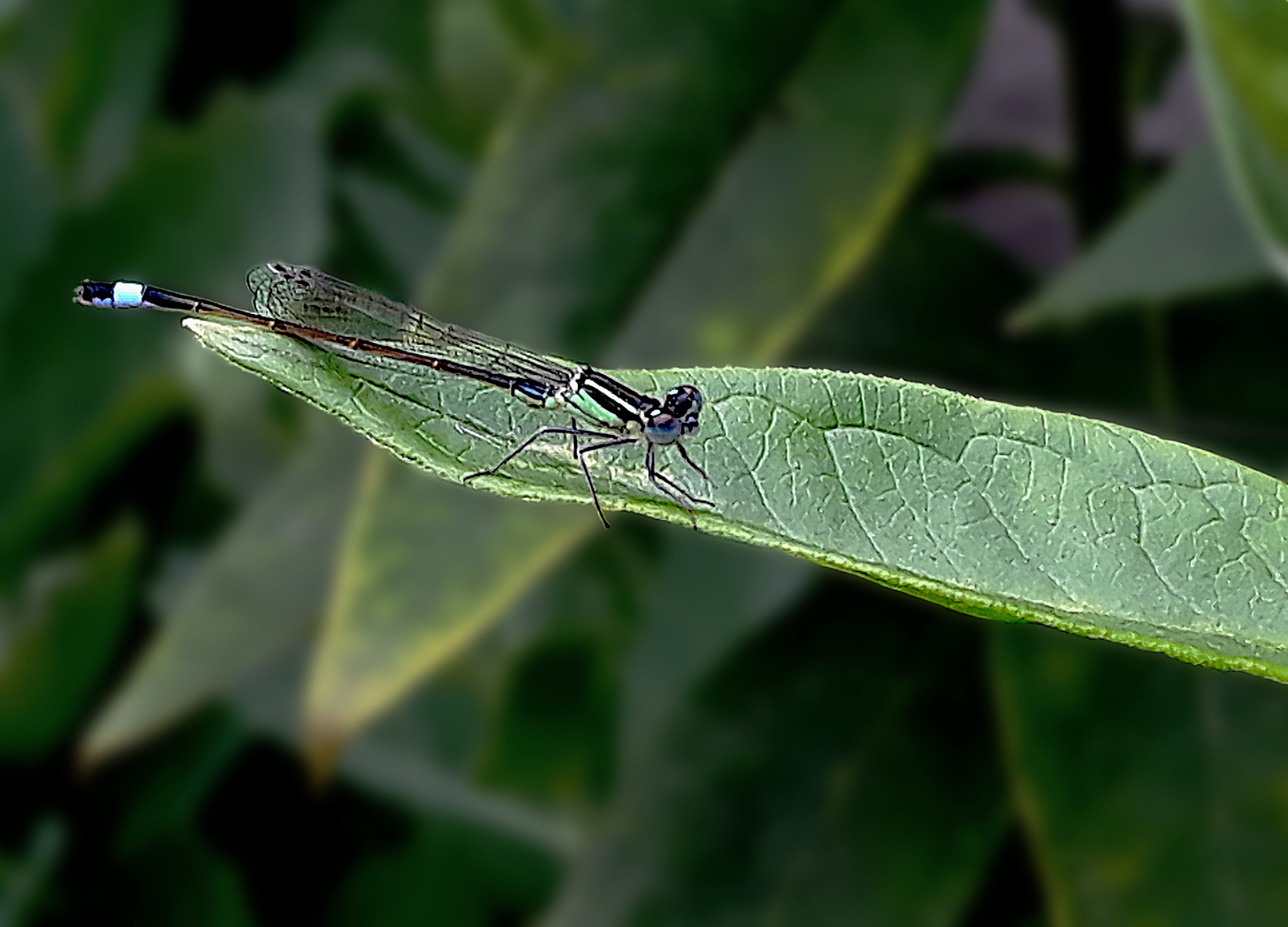 dragonfly_dm.jpg