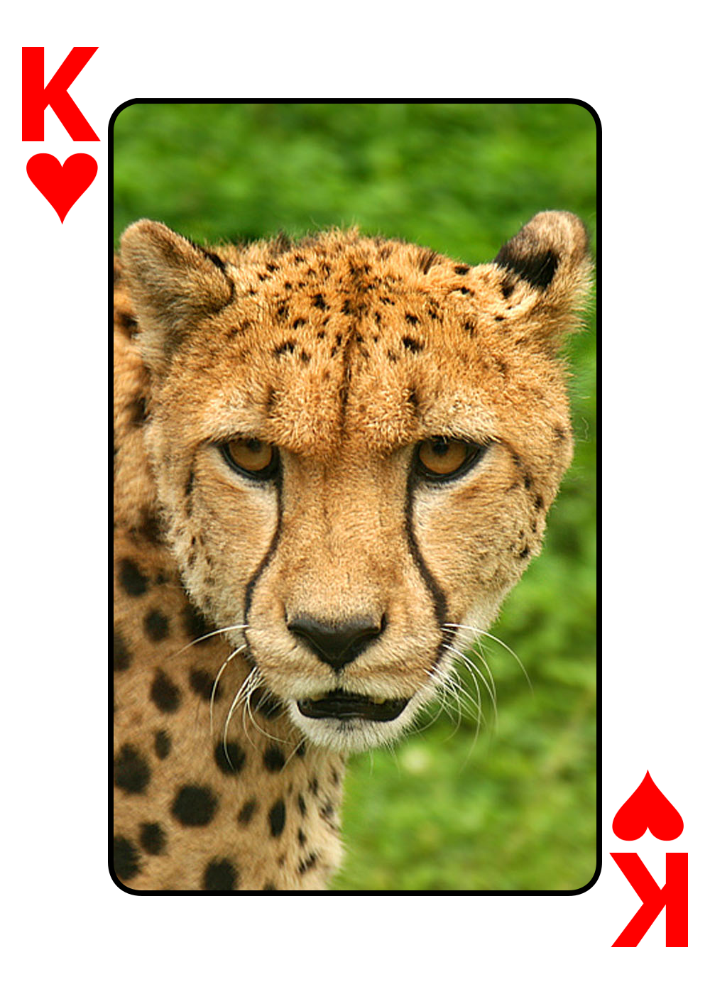 Cheetah_Card Effect.png