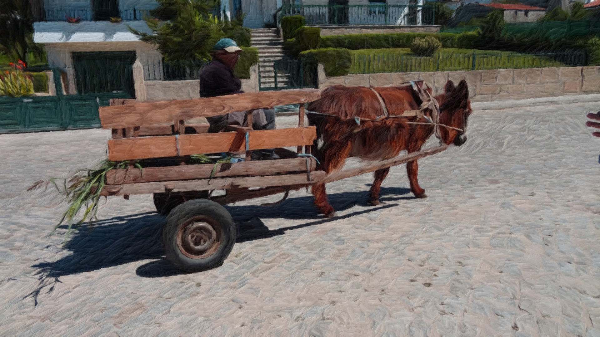 donkey.JPG