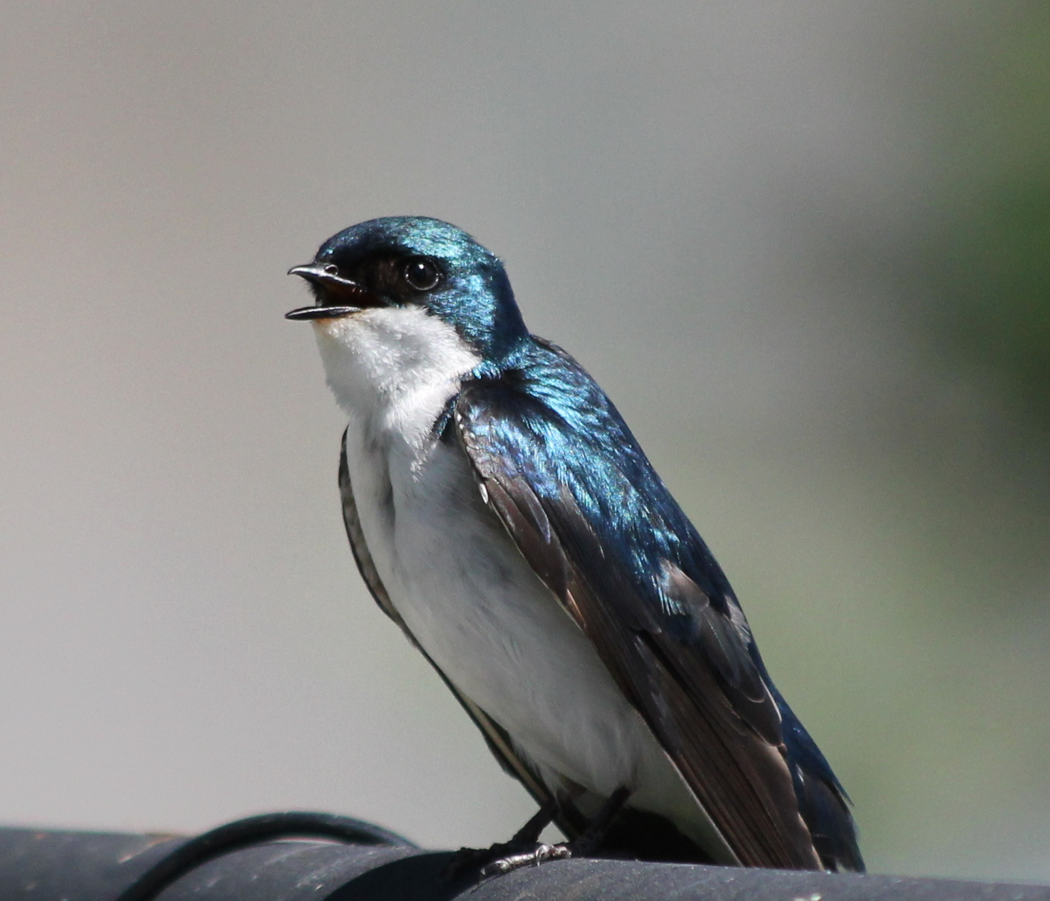 swallow.JPG
