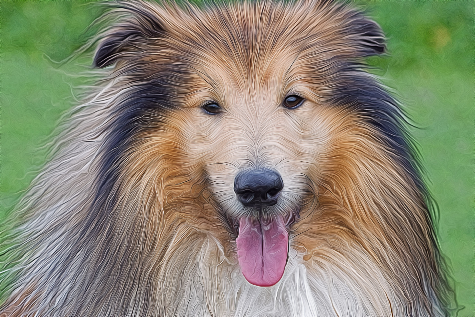 collie.jpg