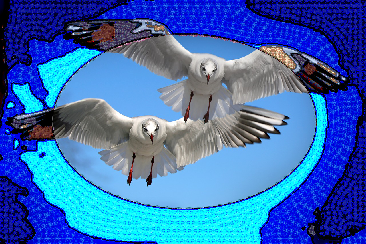 gulls-654046_DN_DecorationThru_Gimp210.jpg