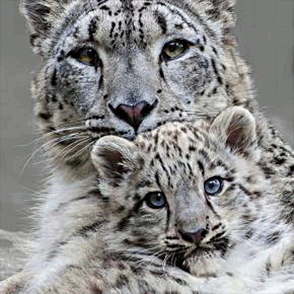 DN.NewspaperDither.Tigers.gif