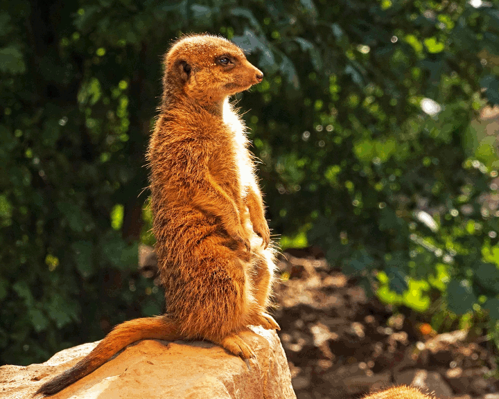 DN.NewspaperDither.Meercat.gif