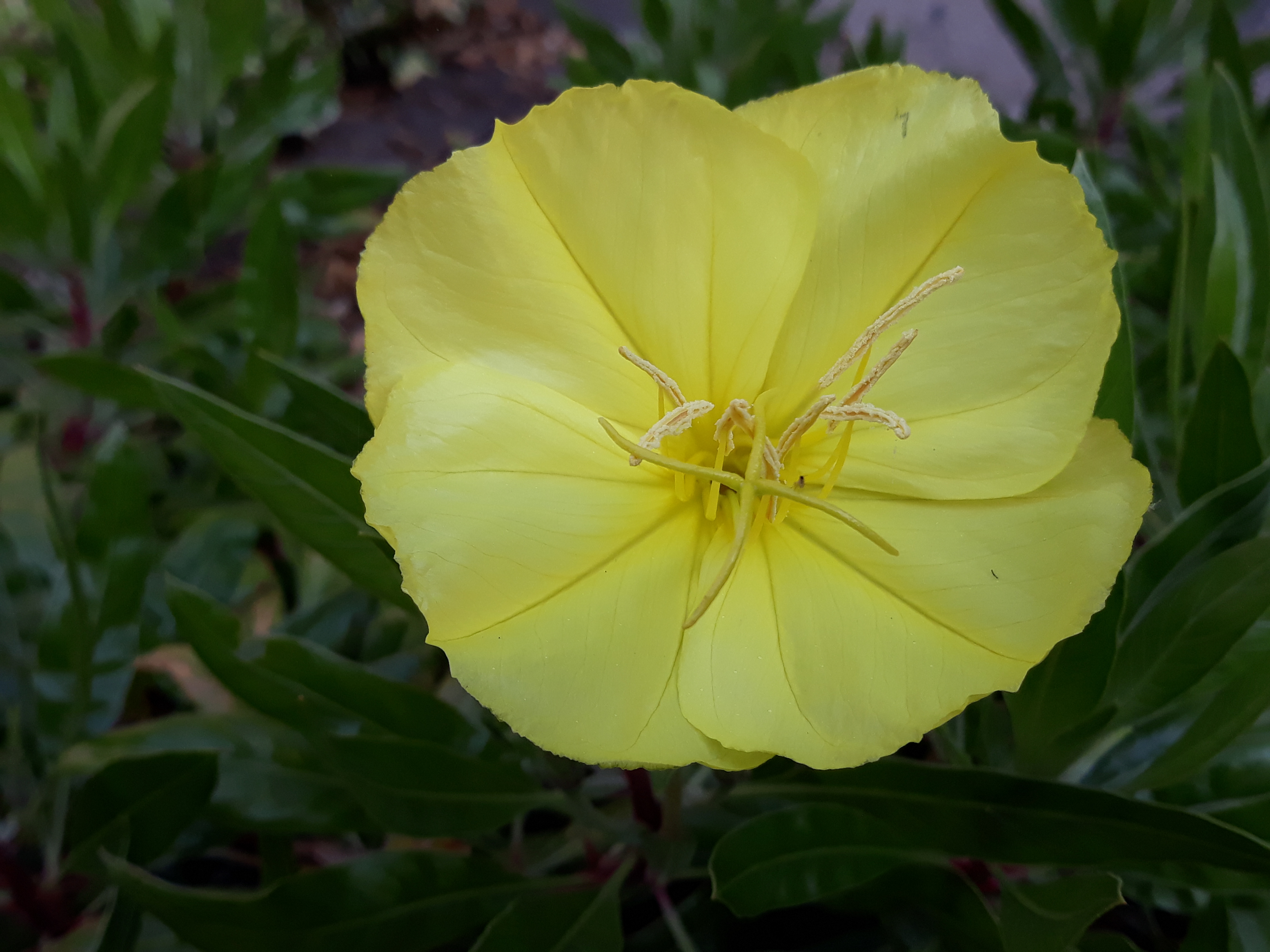 evening.primrose.jpg