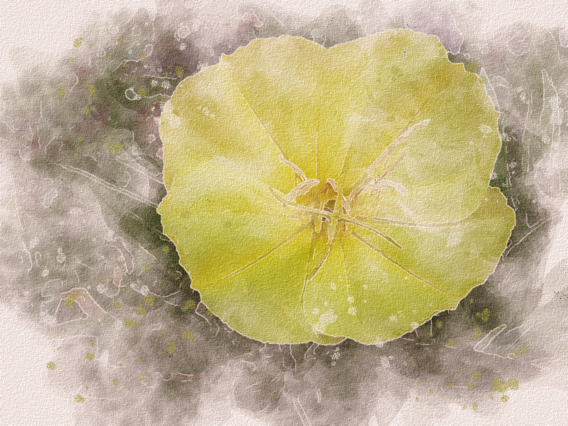 evening.primrose.watercolour.png
