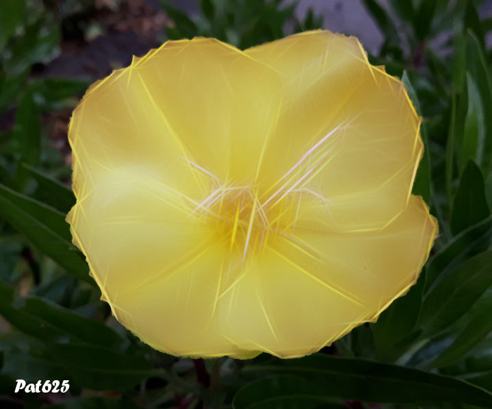 Rodilius primrose.jpg