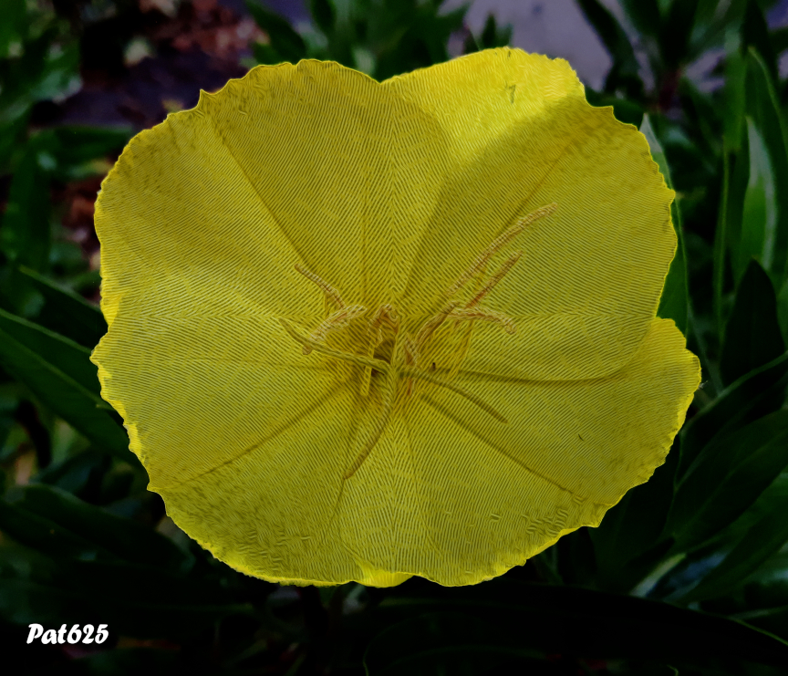 Wicker based primrose.jpg