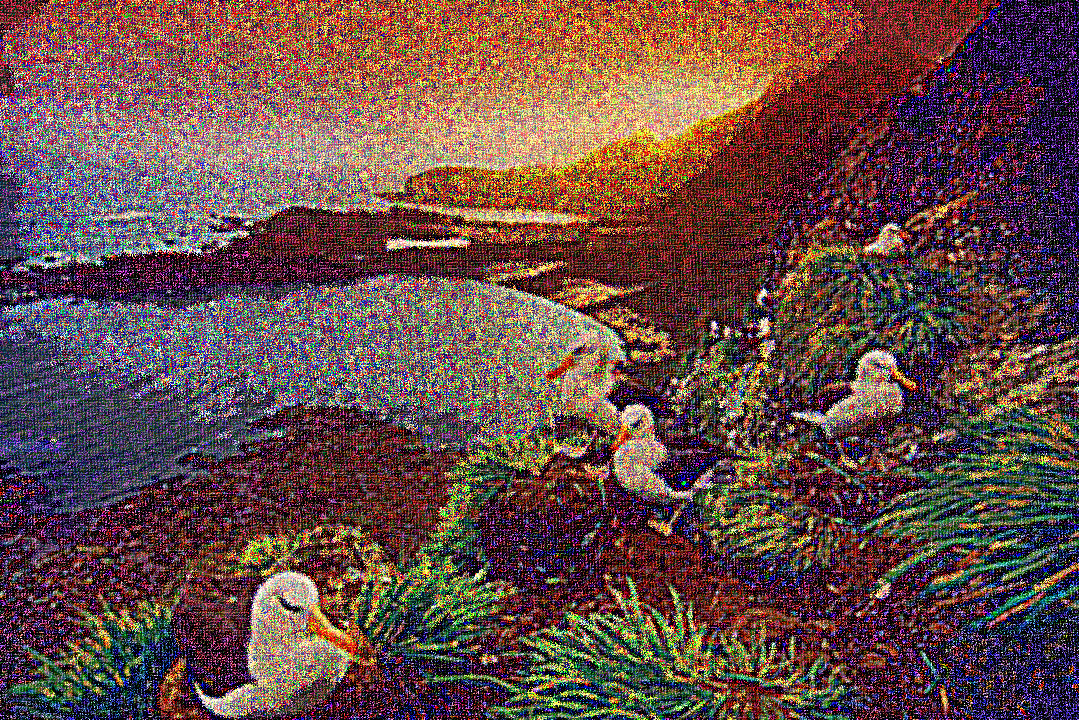 2018-08-01 07-42-19 albatross-nesting-colony-south-georgia-island, using GI preset = ApplyCanvas.jpg