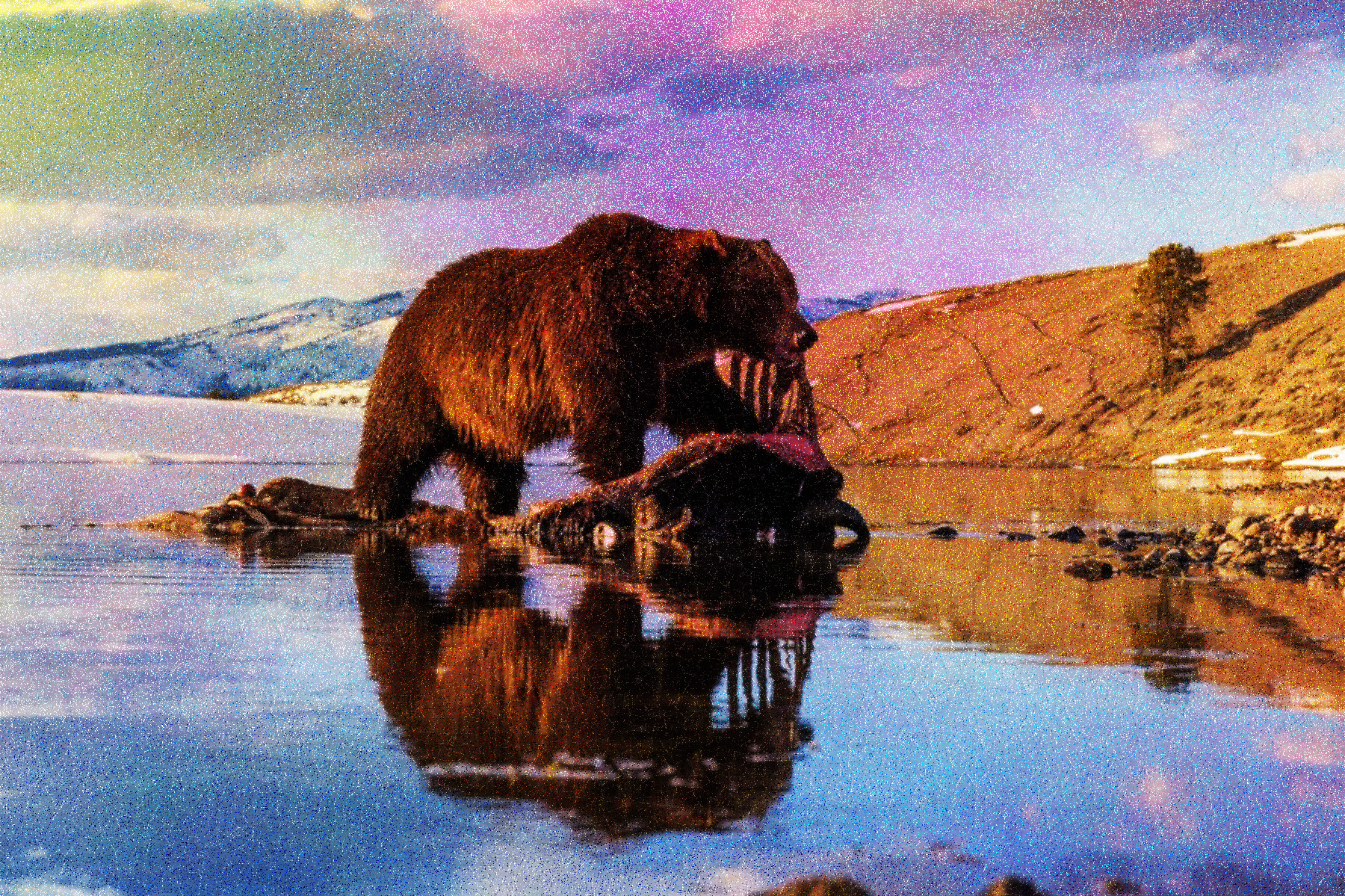 2018-08-02 06-53-33 08-grizzly-bear-yellowstone, structured  DARKoutcome.jpg