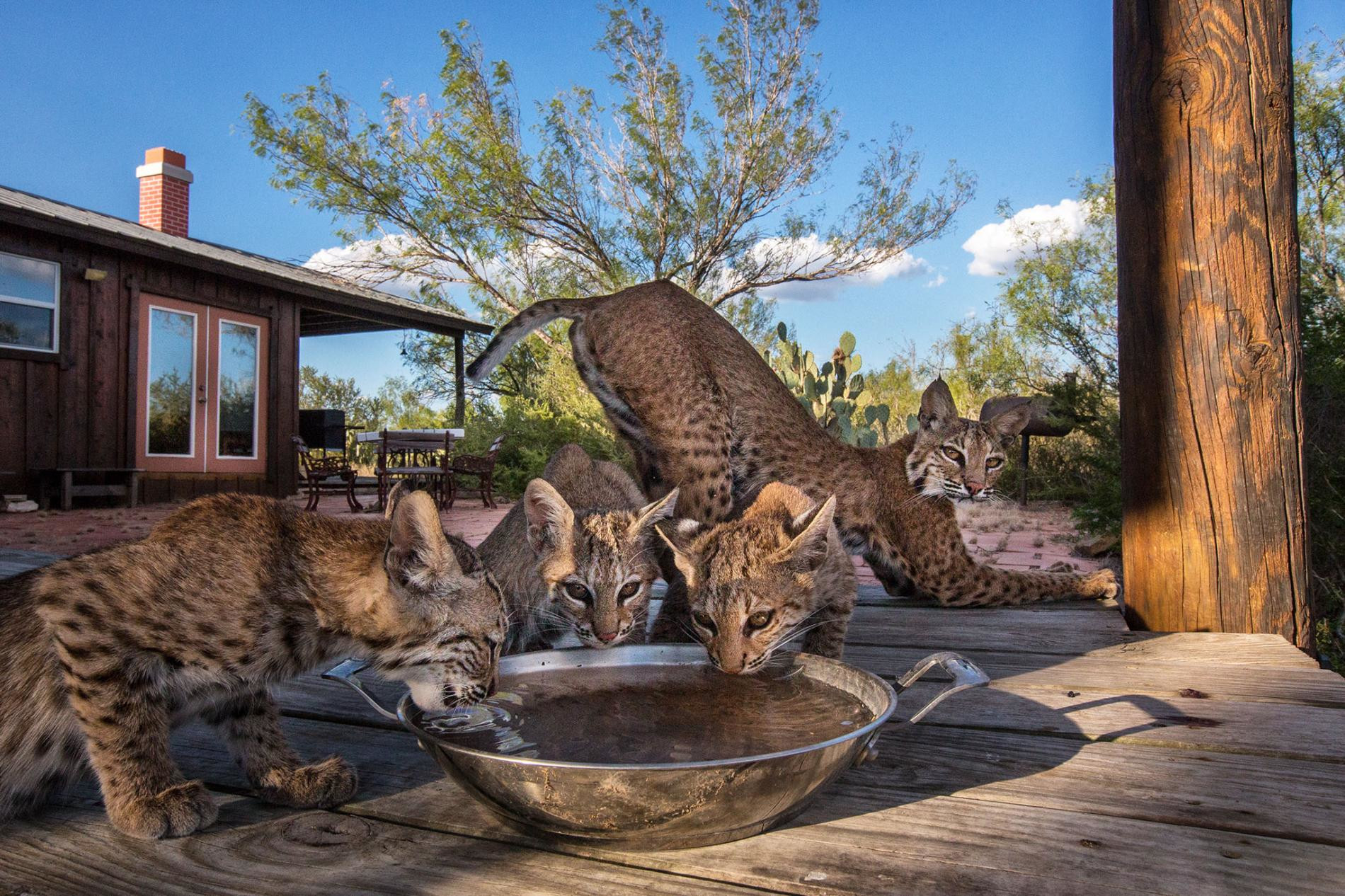 01-aigner-bobcats-ranch-photography.adapt.1900.1_original.jpg