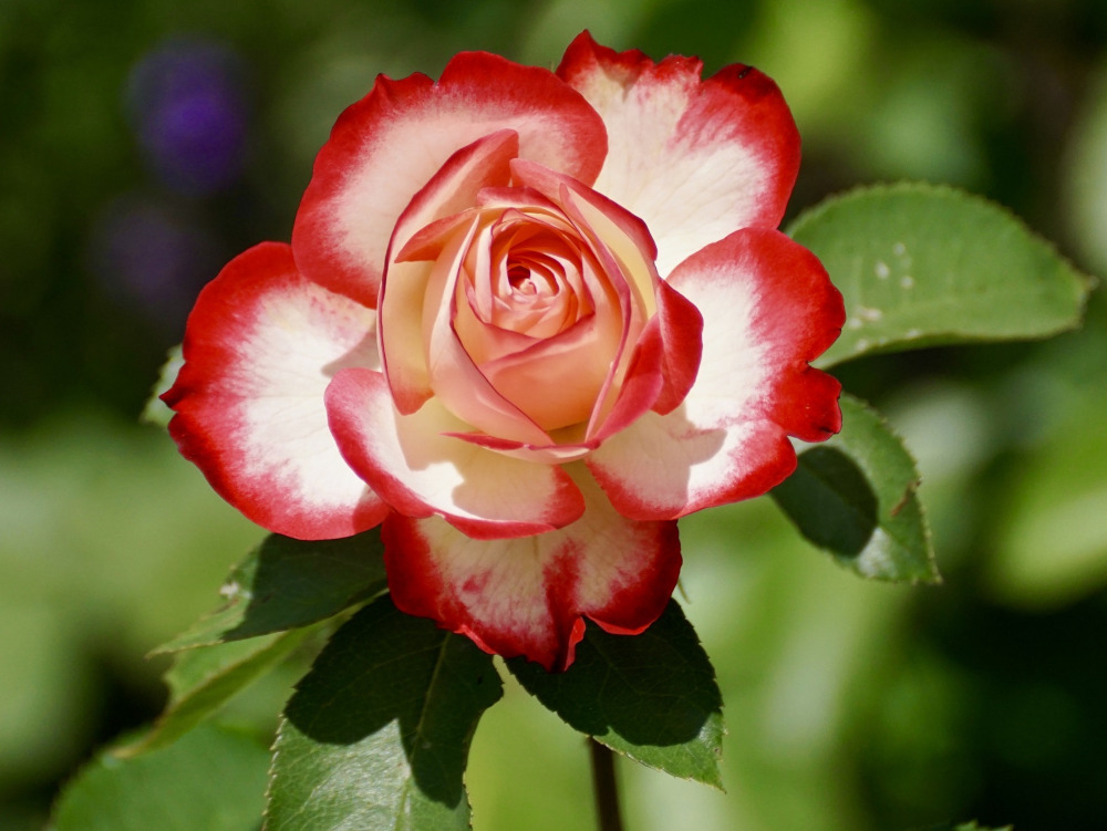 rose.basic.JPG