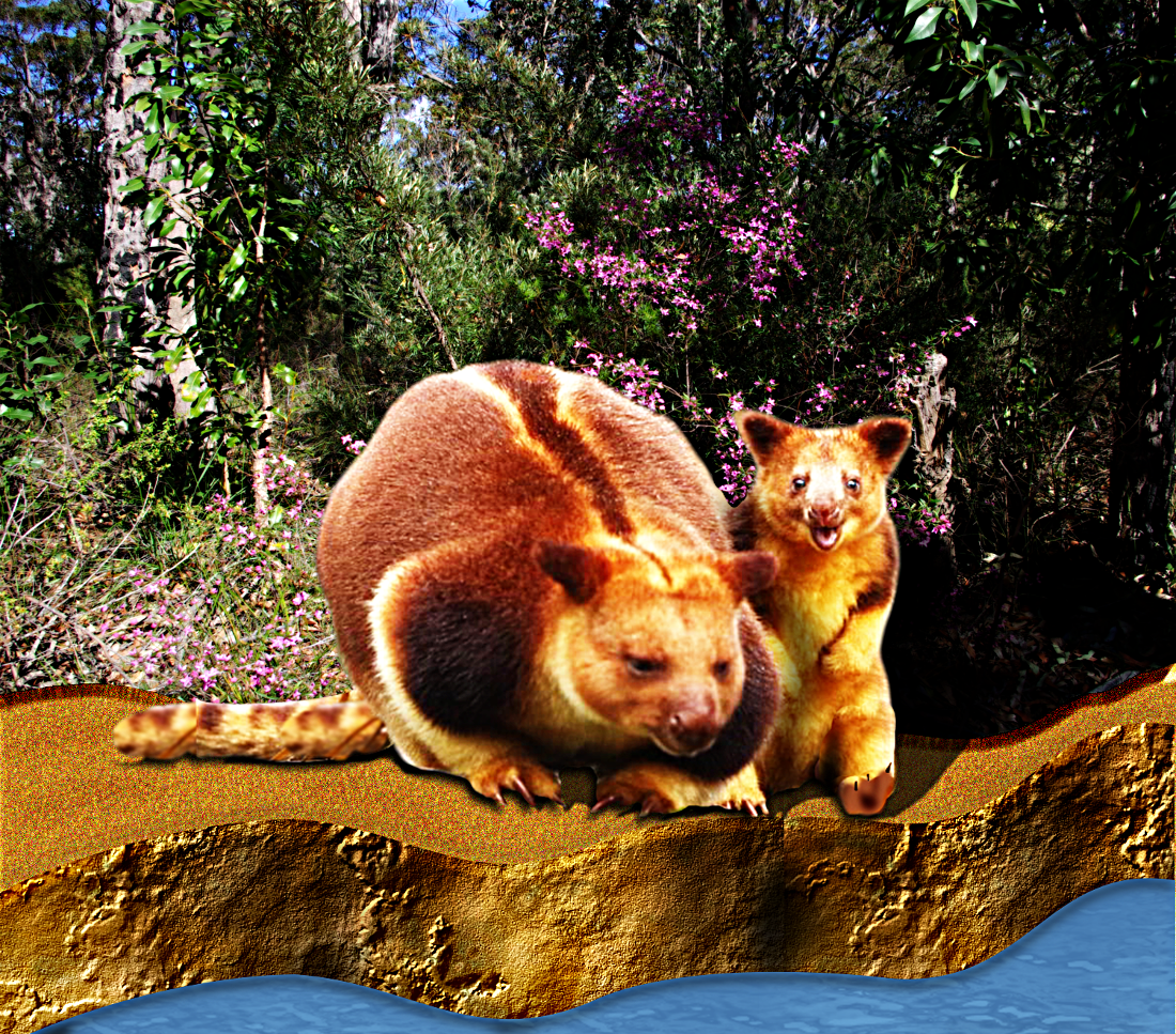 tree_kangaroo2.png
