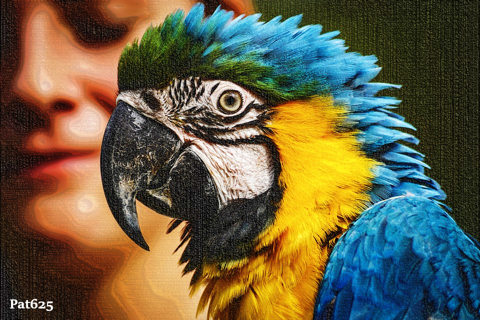 DN_Draw Lines Look 2.10.Macaw.jpg