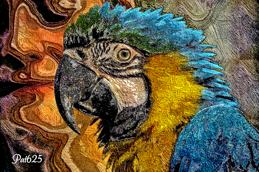 DN_Impasto Look 2.10. Macaw.jpg