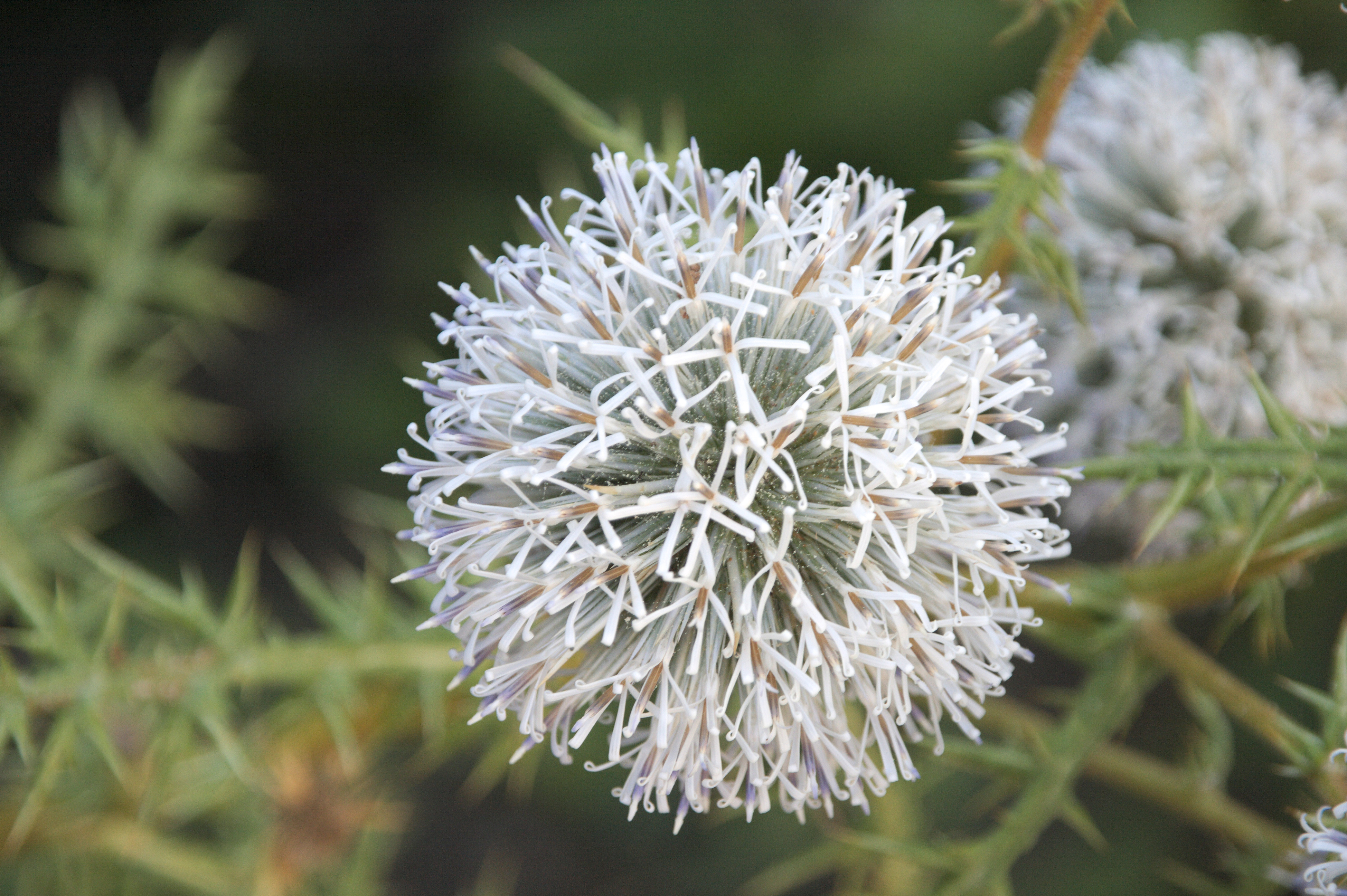 flower_head.jpg