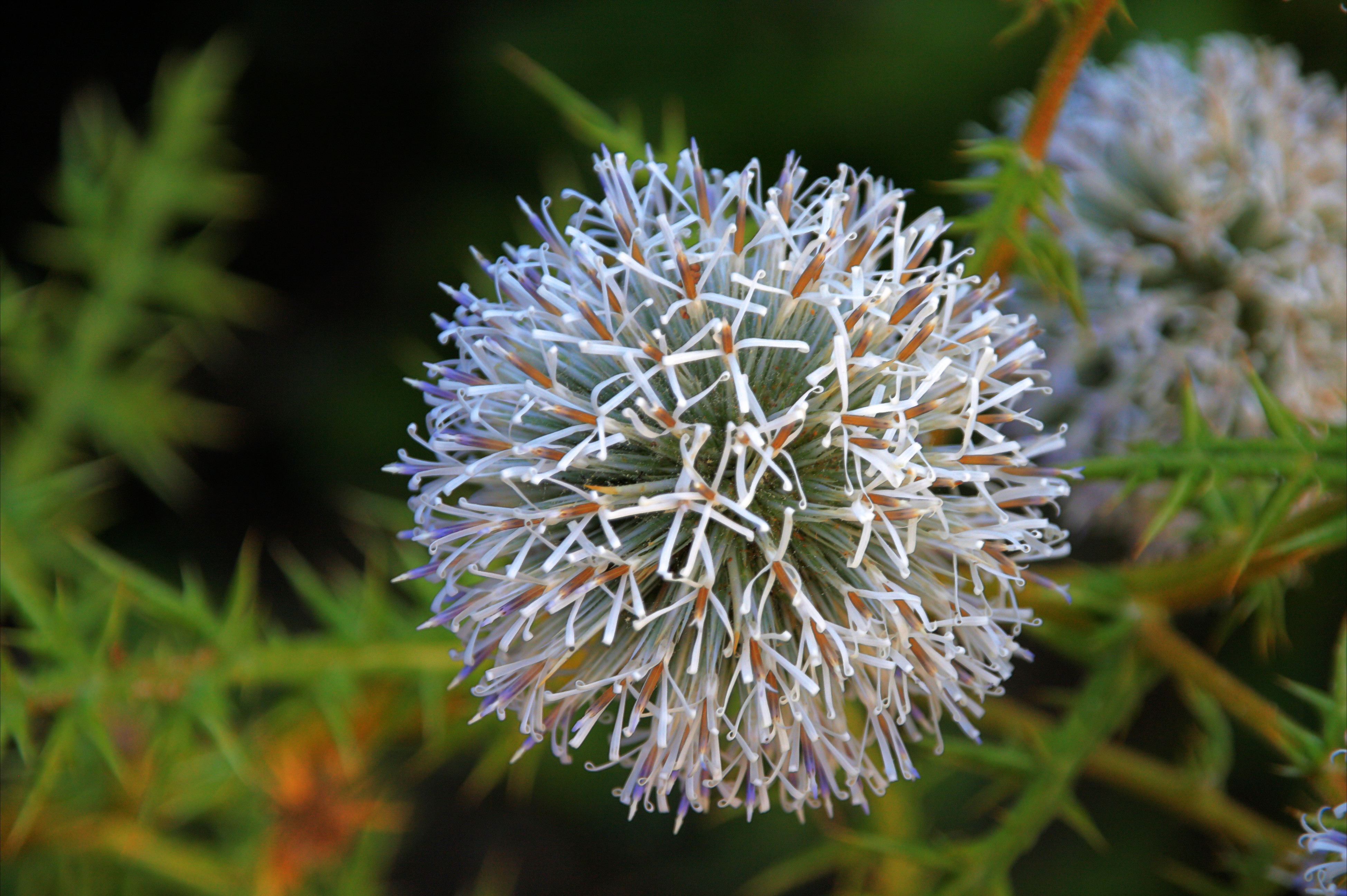flower_head_dn1.jpg