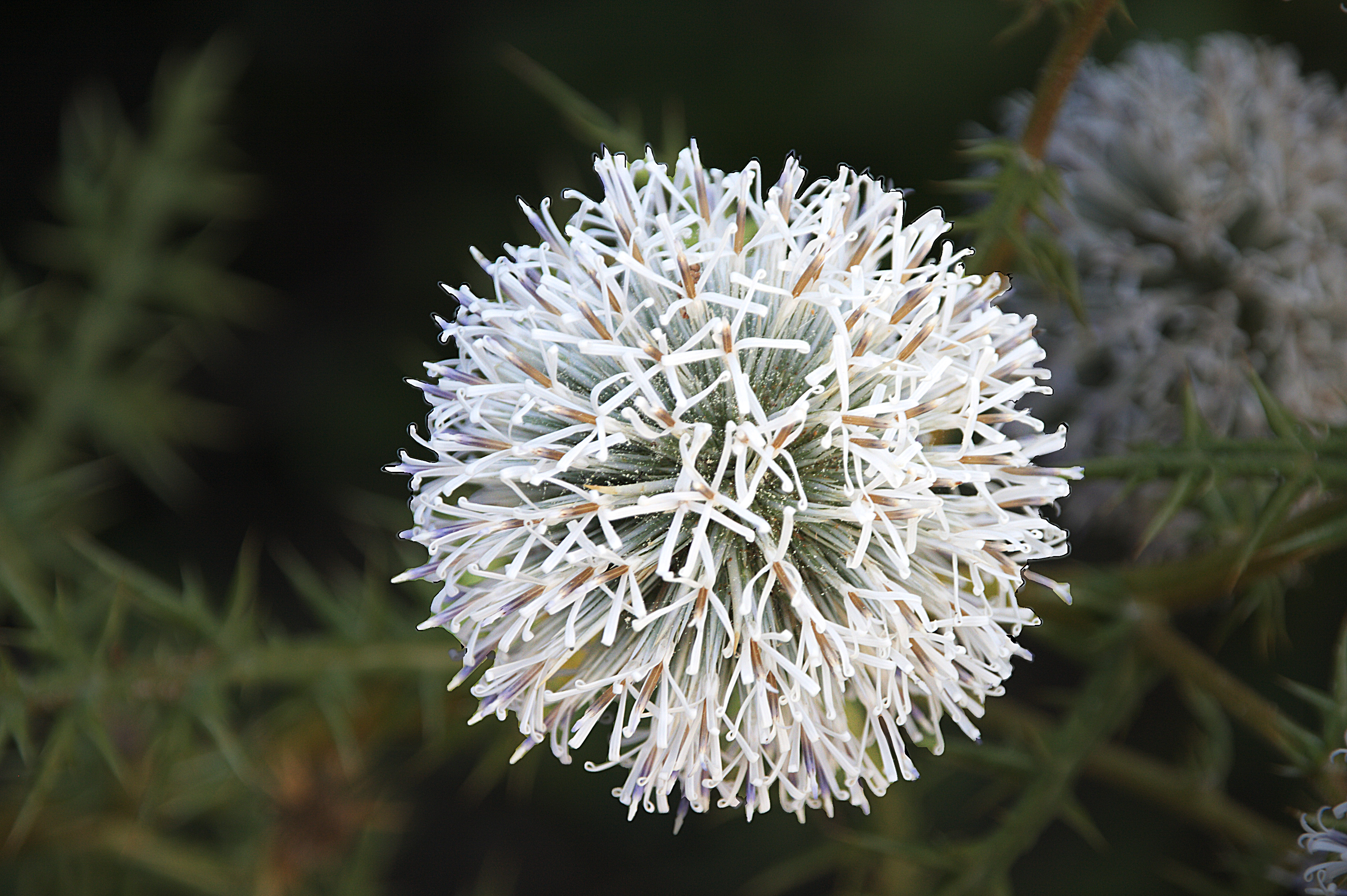 flower_head1.jpg