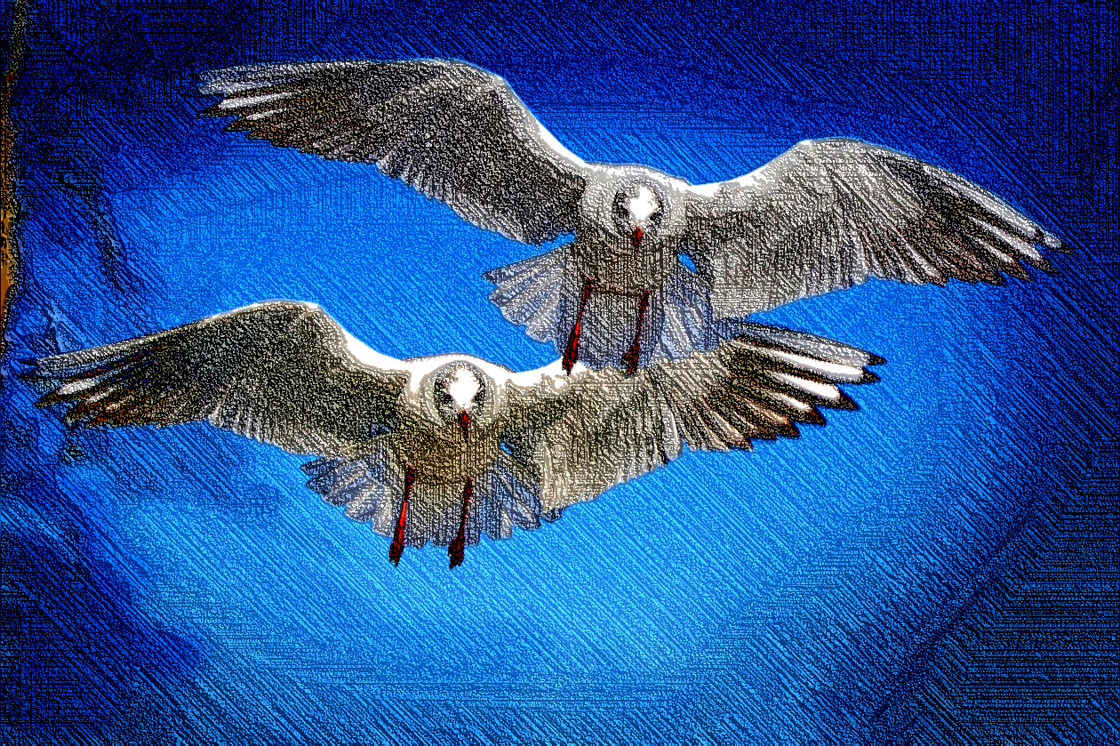 gulls-654046_LinesLook.jpg
