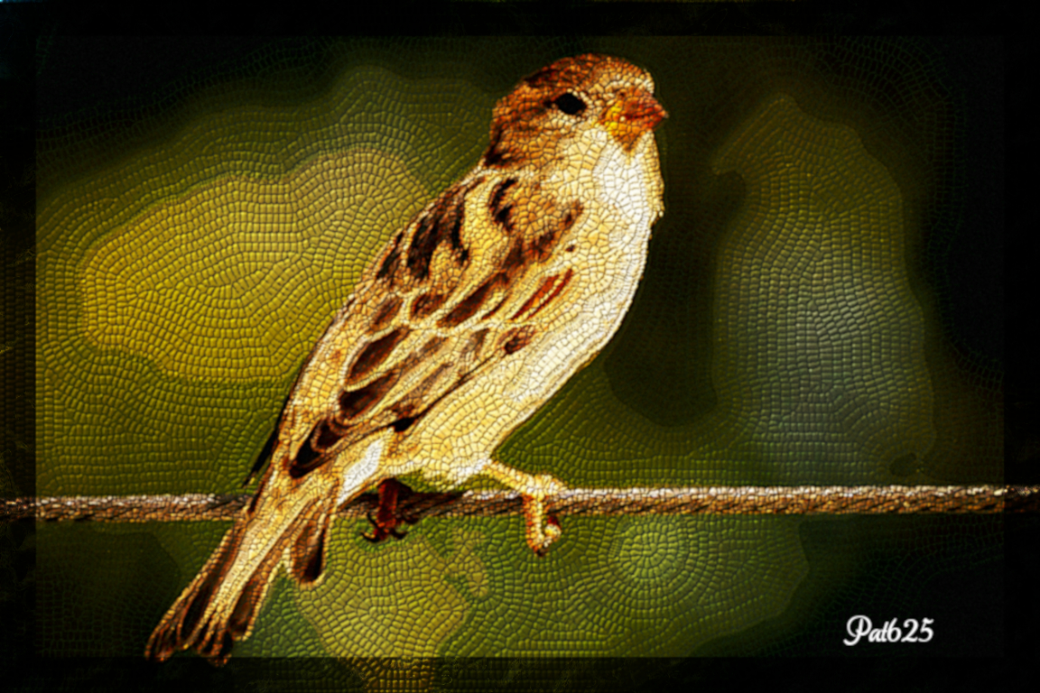 DN Glass Frames 2.10.Sparrow.jpg