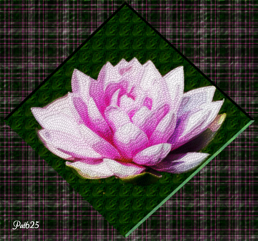 's.Water Lilly.jpg
