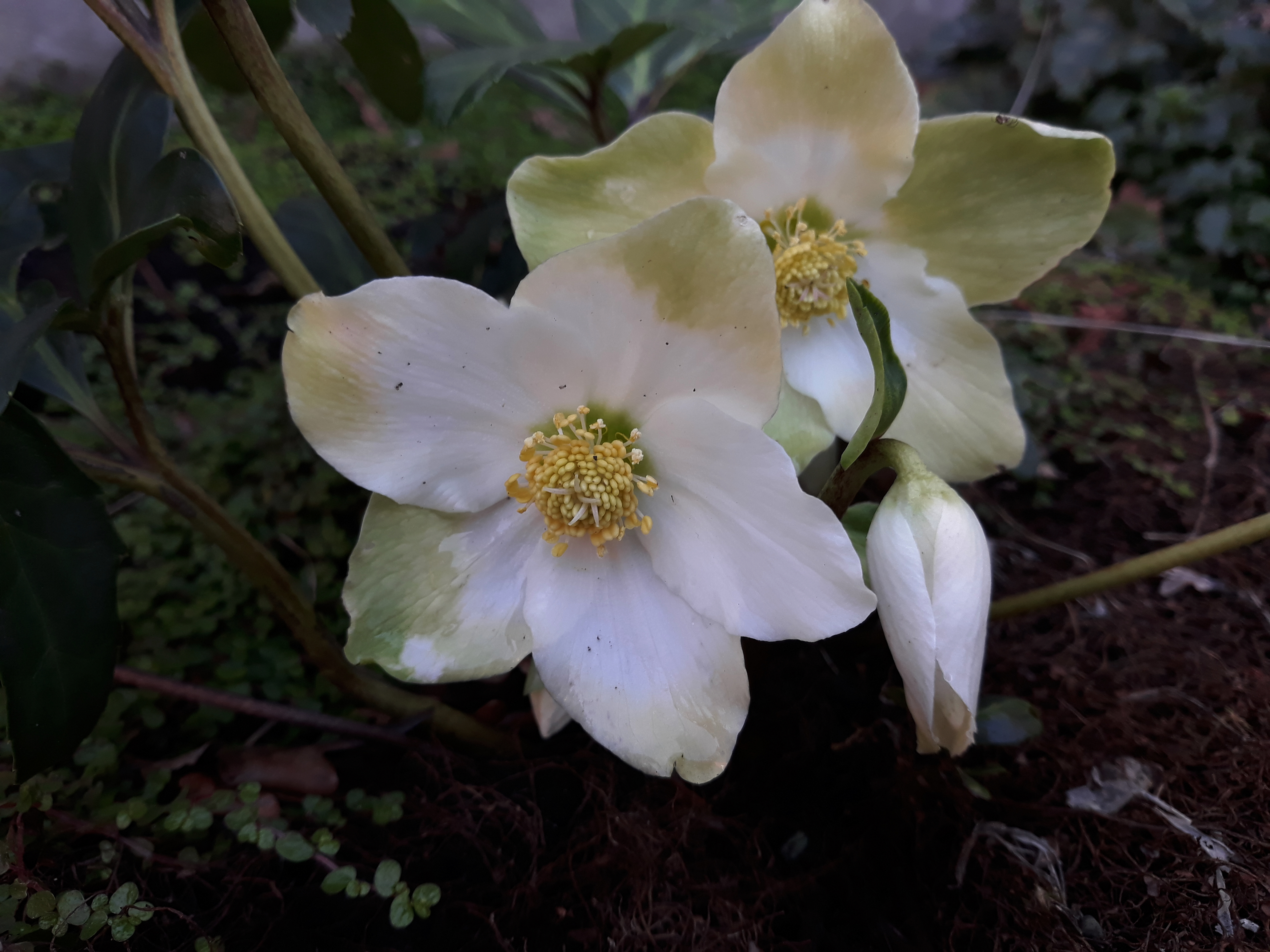 Helleborus niger.jpg