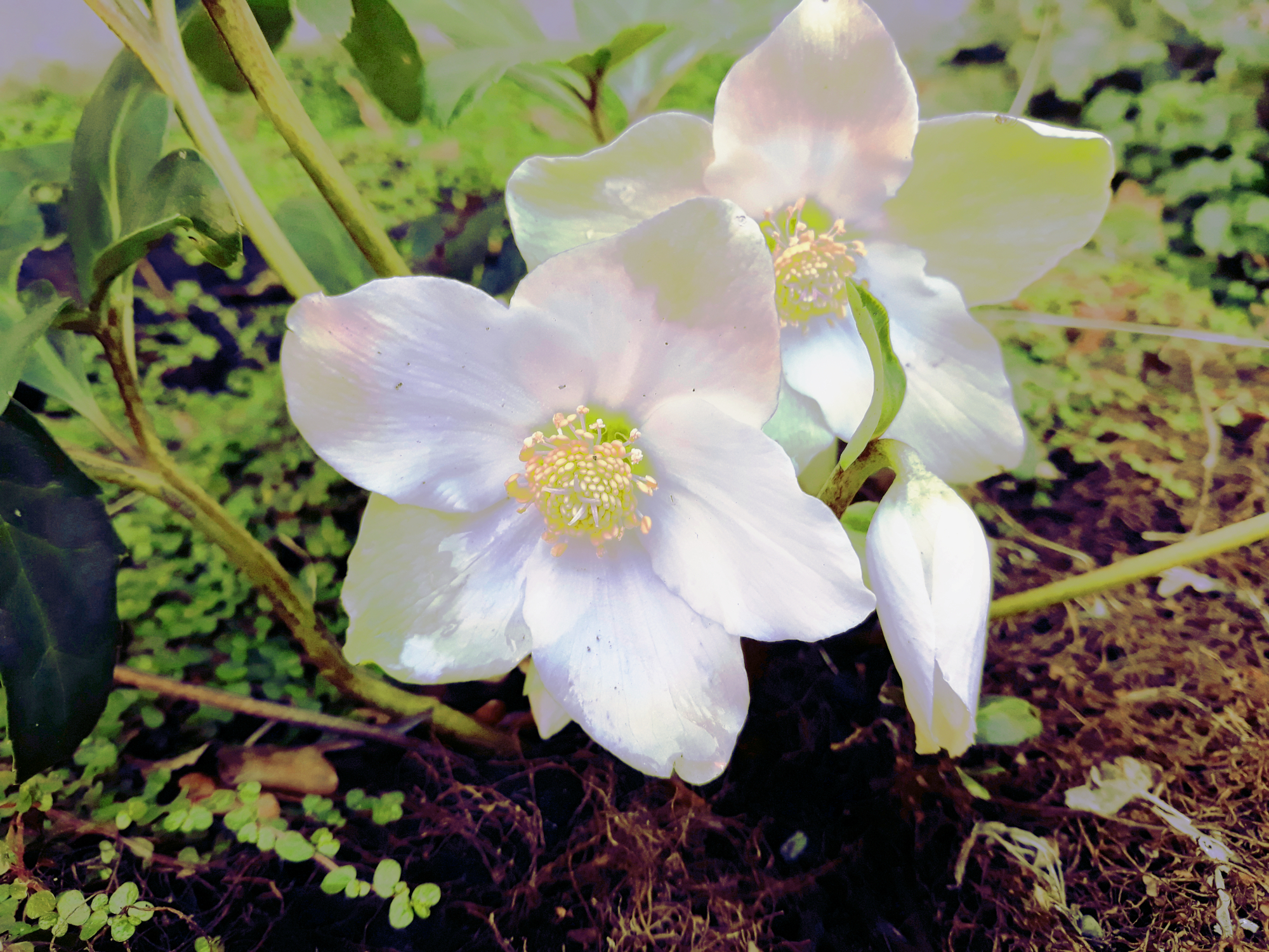 Helleborus%20niger-dn(downsized).jpg