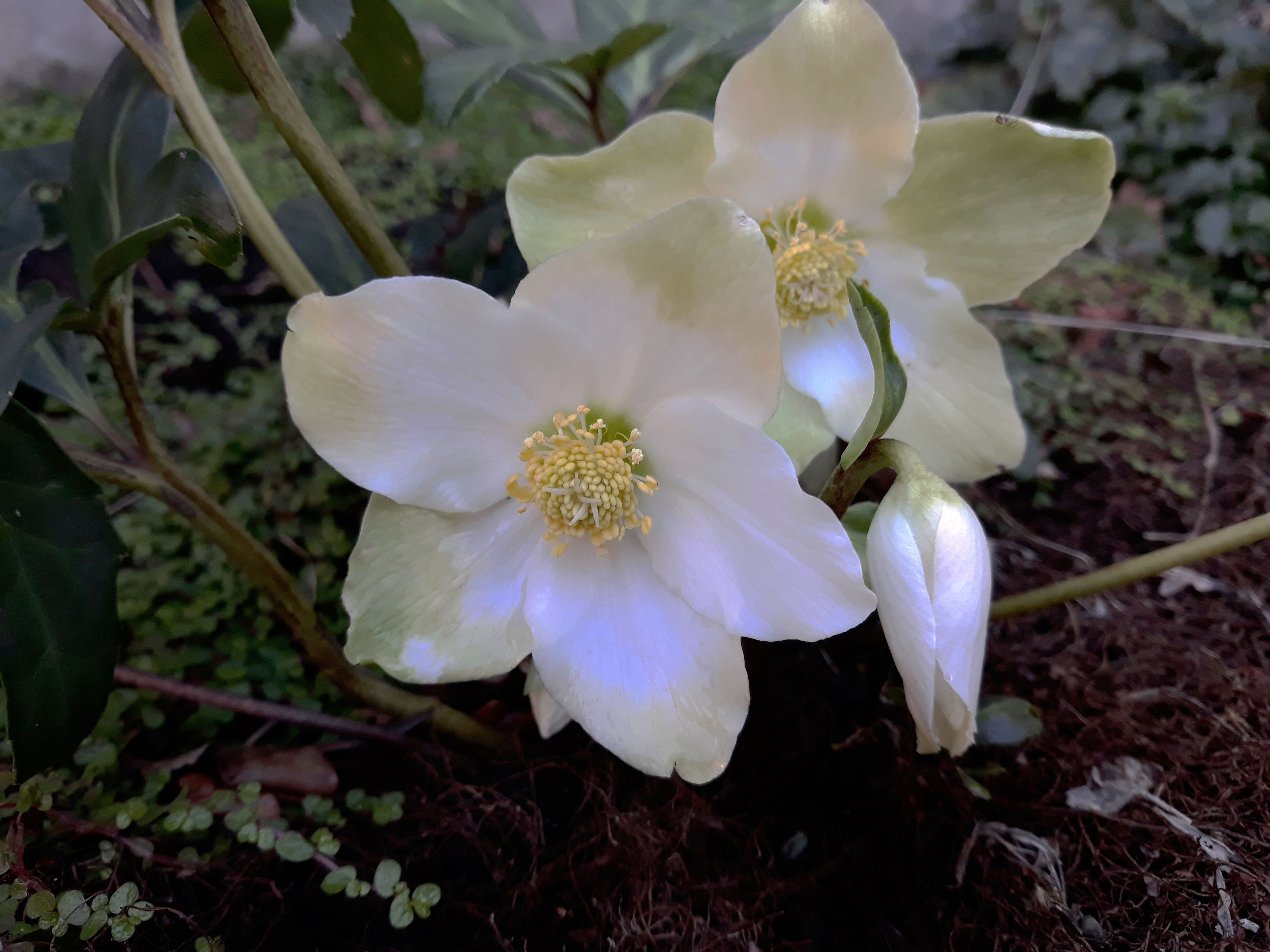 Helleborus niger.jpg