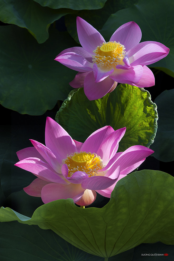 002_by_duongquocdinh-d6nhic9(original).jpg