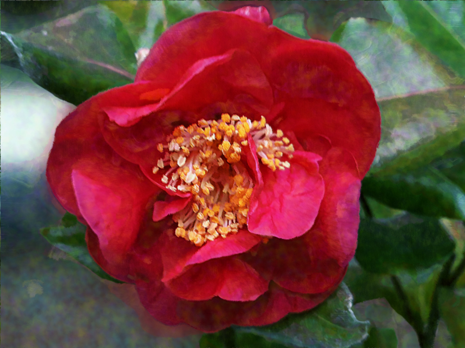 Camellia_Cezanne.jpg