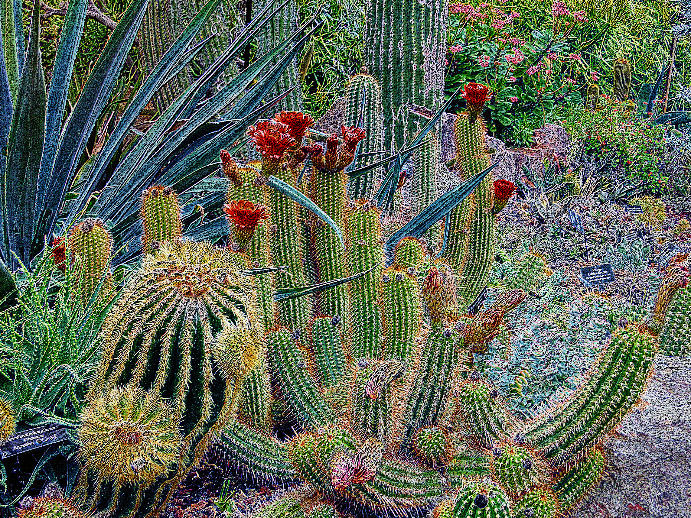 2019-01-10 07-27-39 botanical-cacti-cactus-256355, as a color pencil draw on black paper.jpg