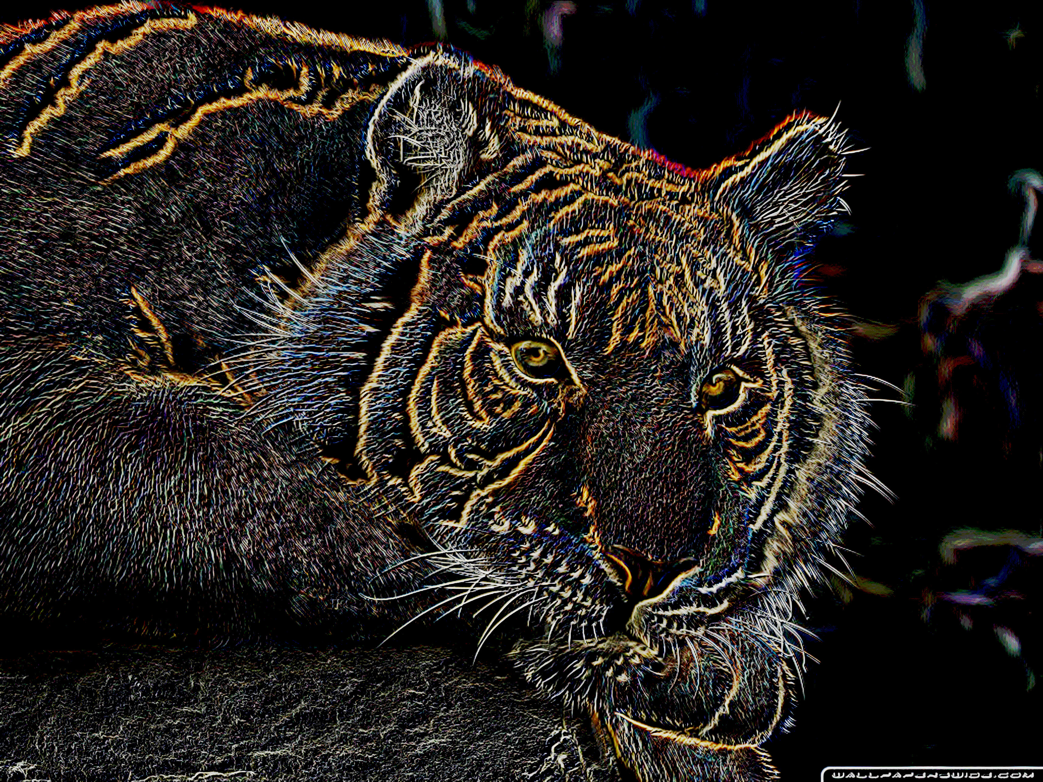 tiger_DN_ColourPencilDrawOnBlackPaper.jpg