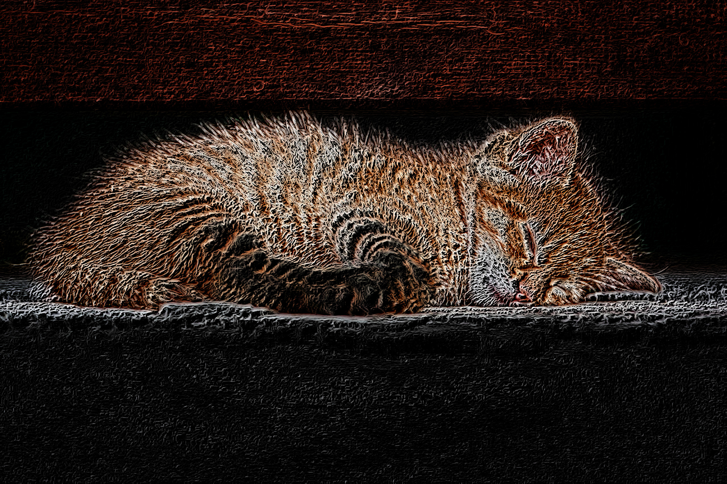 cat-1941089_DN_ColorPencilDrawBlackPaper_2.jpg