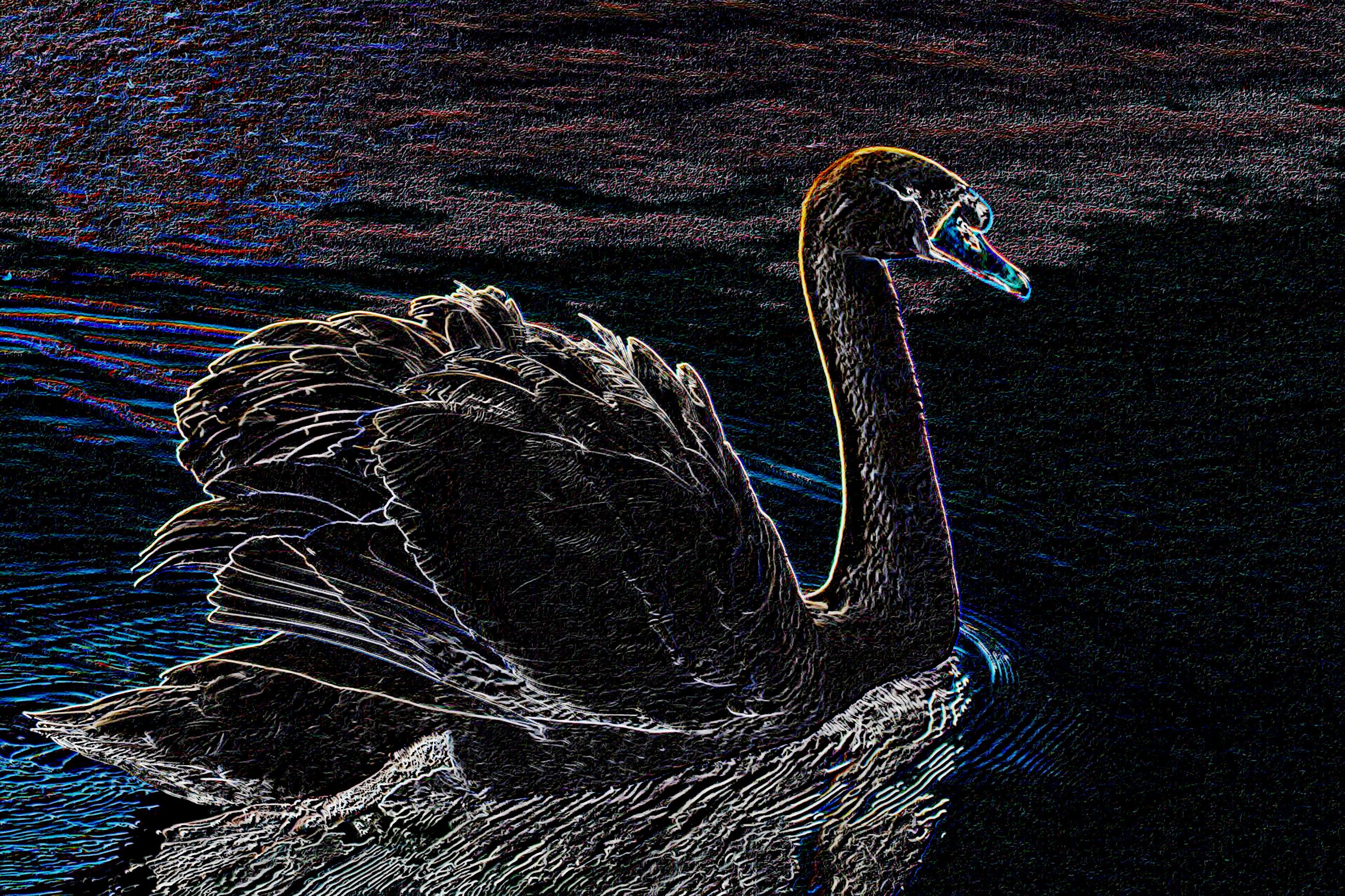 swan-644413_DN_ColorPencilDrawOnBlackPaper.jpg