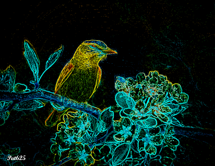 DN_CPDrawonBlack V2.Bird.jpg